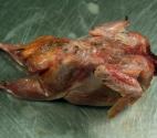 Health Effects Of Eating Rotten Poultry